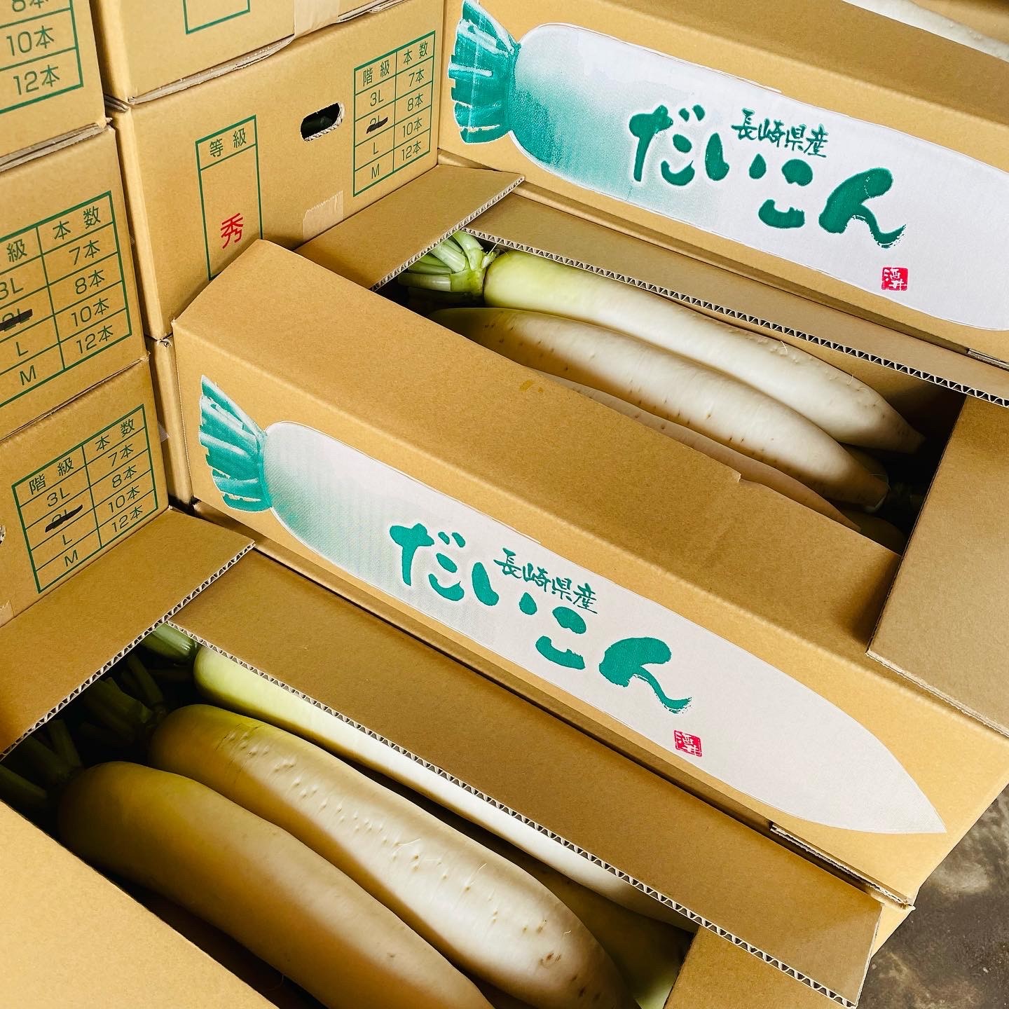 小松菜とほうれん草の出荷作業